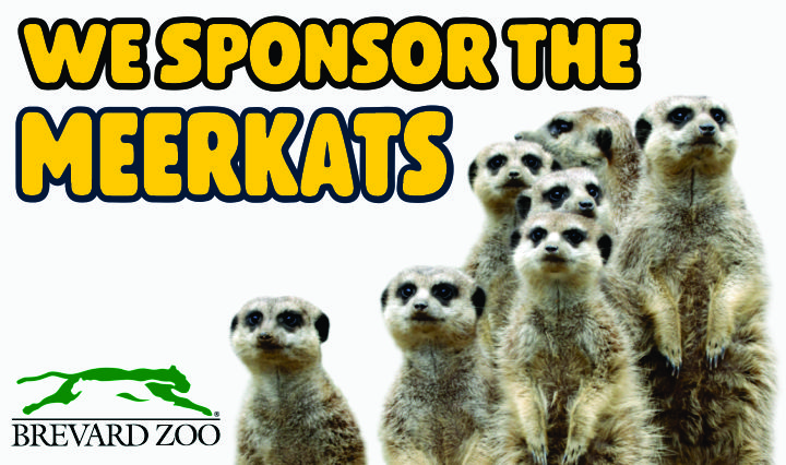 Meerkats